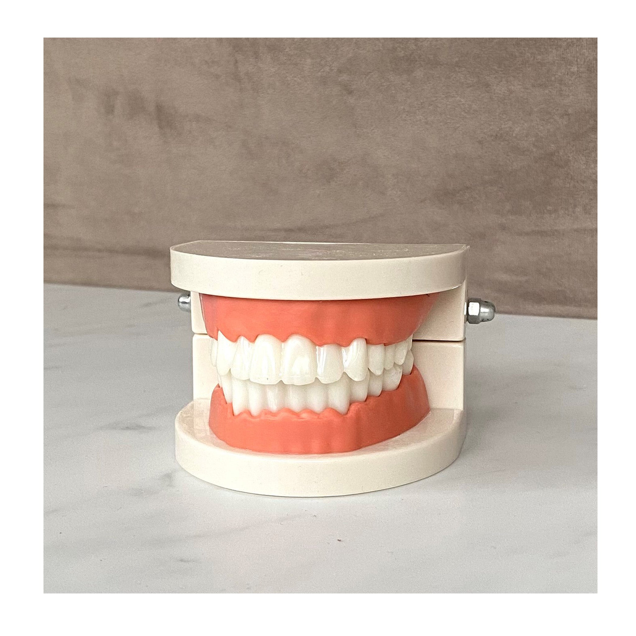 Teeth model